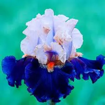 Great Cut Flowers
